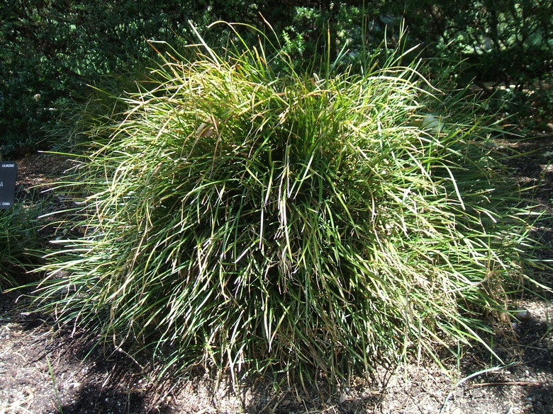 A large bush of creeping lilyturf Liriope spicata in some dappled shade.