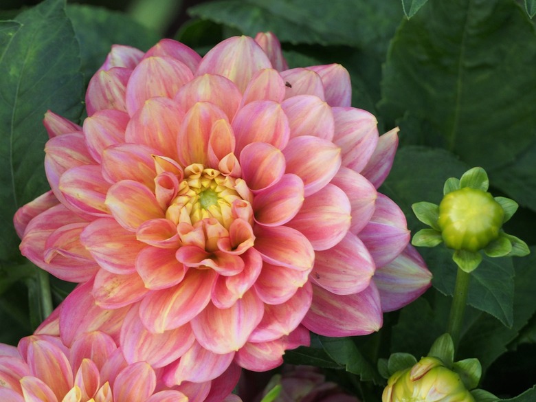 A kaleidoscopically colored Milena Fleur dahlia Dahlia 'Milena Fleur'.
