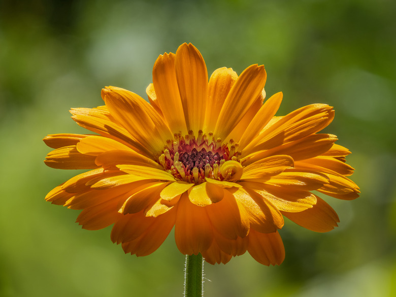 A deeply orange and yellow pot marigold Calendula officinalis flower.