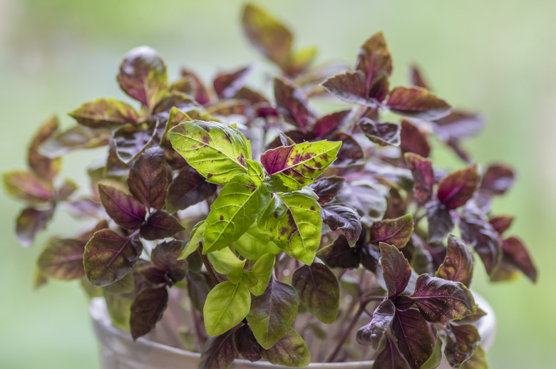 A Red Rubin sweet basil Ocimum basilicum 'Red Rubin' plant with beautiful reddish purple leaves thriving in a pot.