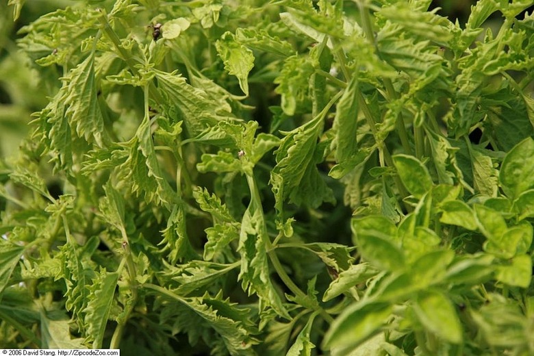 A close-up of some Green Ruffles sweet basil Ocimum basilicum 'Green Ruffles' plants.