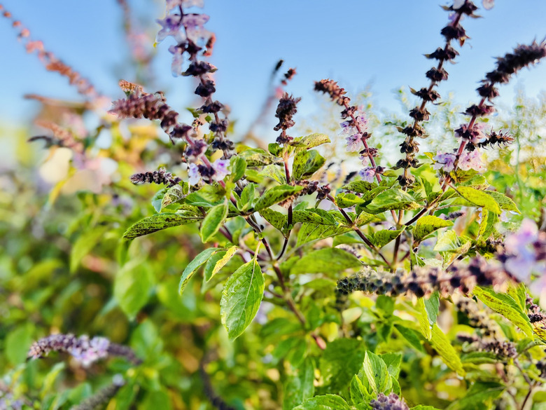 A close-up of a flowering sacred tulsi Ocimum tenuiflorum plant.