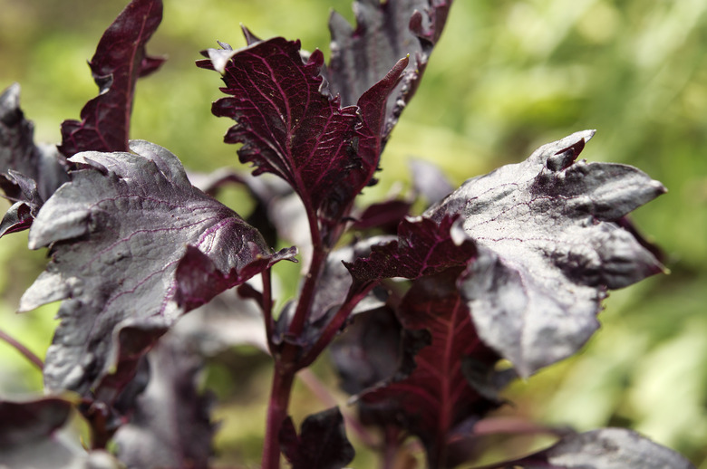 A close-up of some Purple Ruffles sweet basil Ocimum basilicum var. purpurascens leaves.