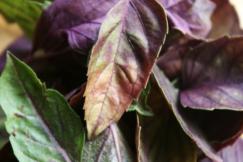 A close-up of some leaves of a Dark Opal sweet basil Ocimum basilicum 'Dark Opal' plant.