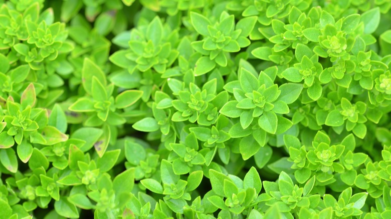 A close-up of a bright green spicy bush basil Ocimum basilicum var. minimum plant.