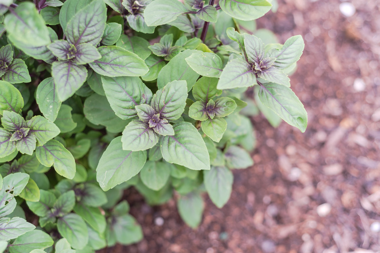 A top-down shot of an African blue basil Ocimum kilimandscharicum x basilicum plant in a garden.