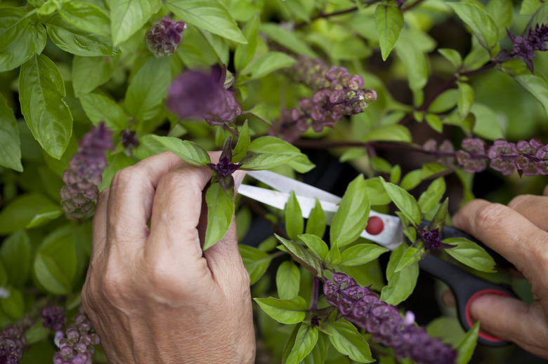 A hand harvests some Thai basil Ocimum basilicum var. thyrsiflora in a garden.