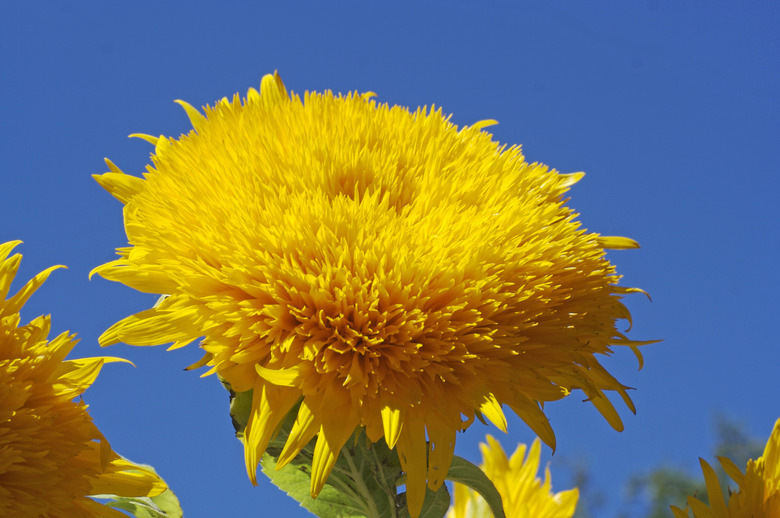 Teddy Bear Sunflower against a blue sky