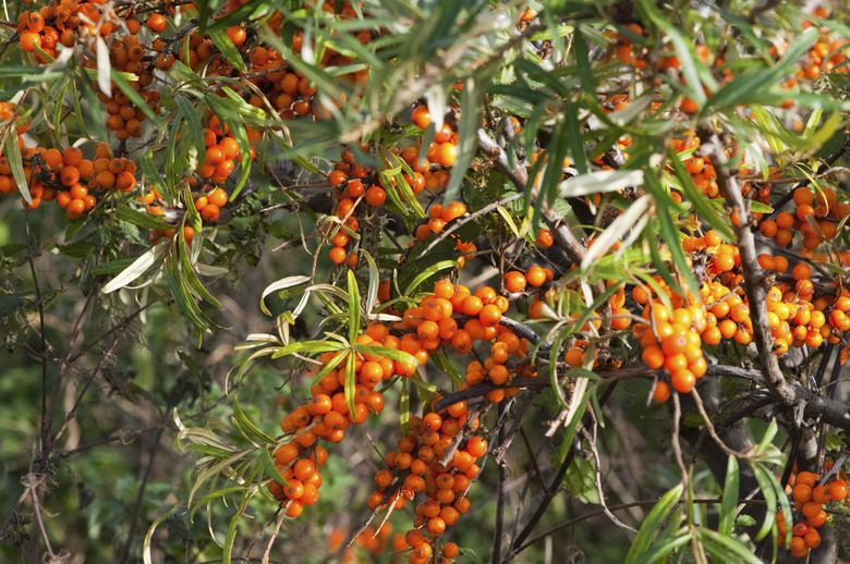 berries