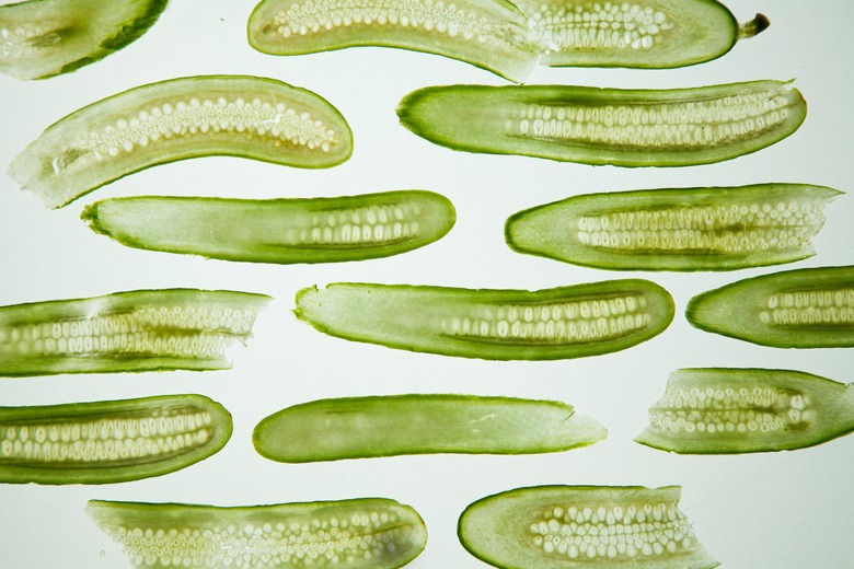 A number of cucumbers cut open lengthwise to reveal their seeds against a white background.