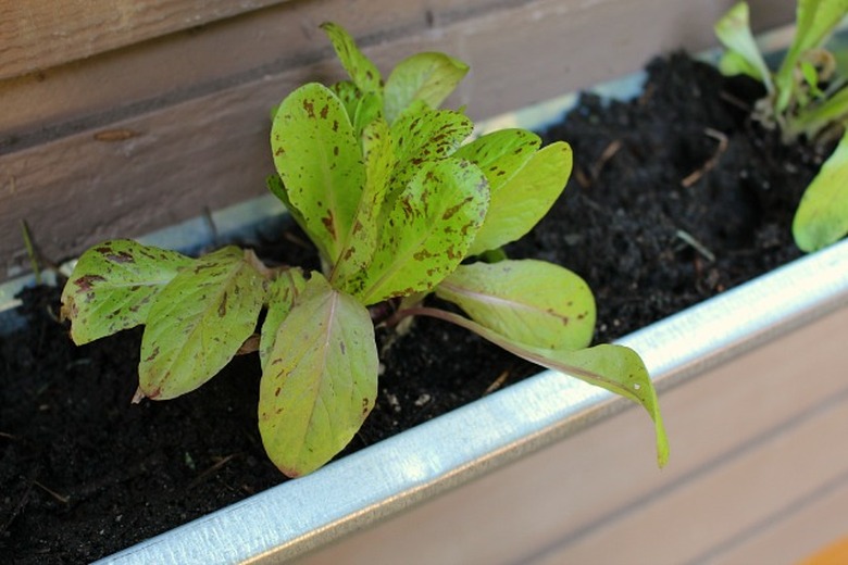 Lettuce in a gutter