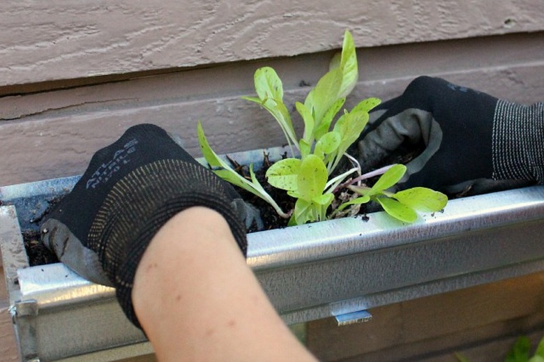 Planting lettuce on a wall