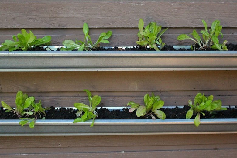 Lettuce growing in gutters
