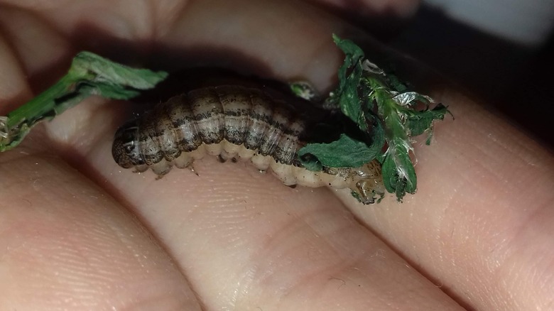 An armywormm Pseudaletia unipuncta crawling on a human hand.