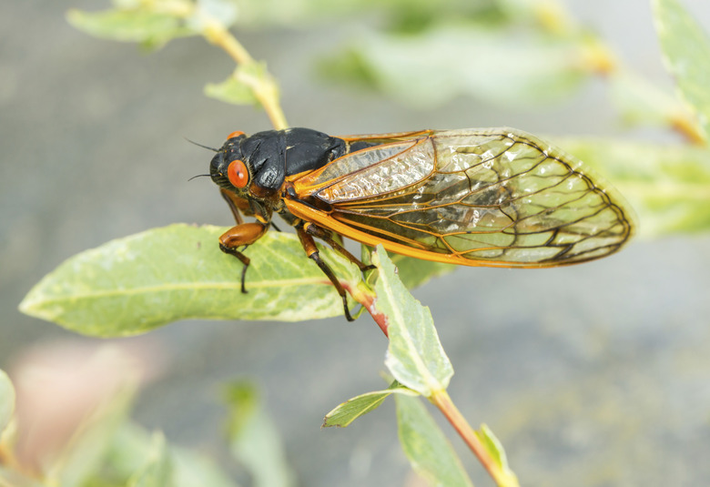 Macro image of cicada from brood II