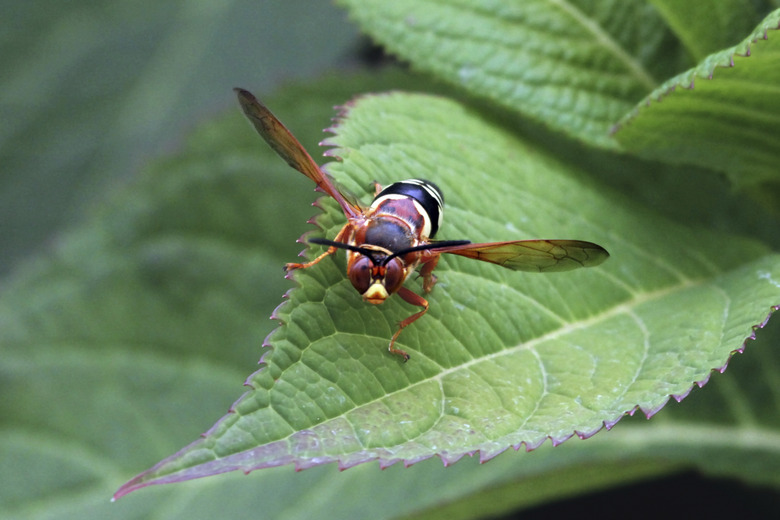 Cicada Killer