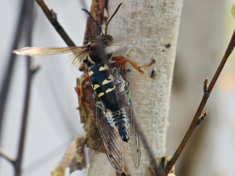 Cicada Killer