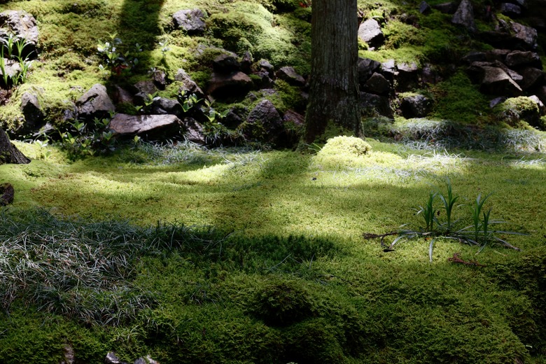 A mossy landscape in partial shade.