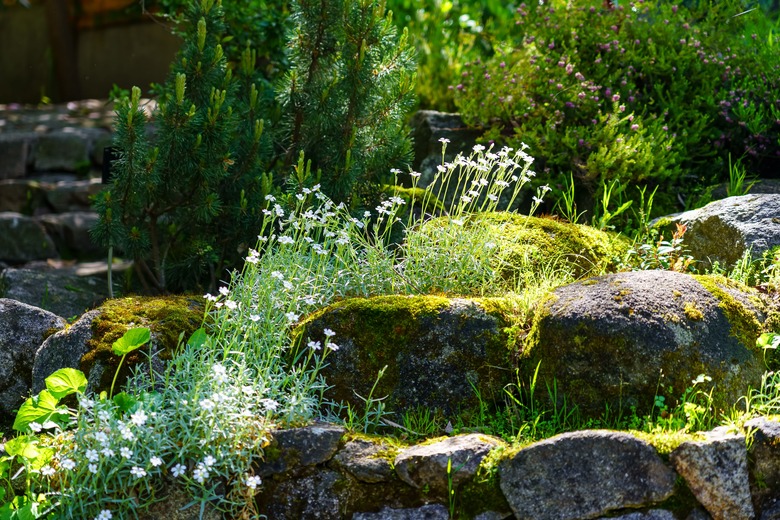 A beautiful shot of common mouse-ear chickweed on a mossy rock.