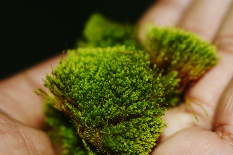 A close-up of some moss held in a human hand.