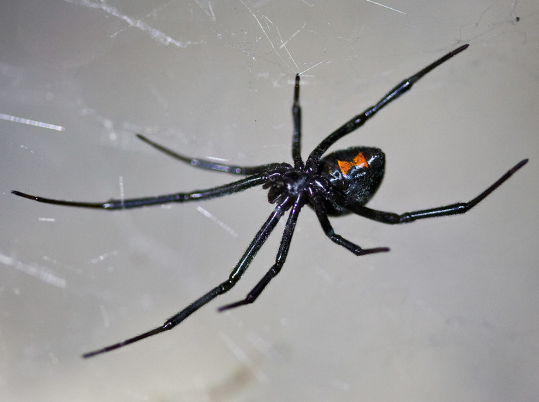 A western black widow Latrodectus hesperus in its web.