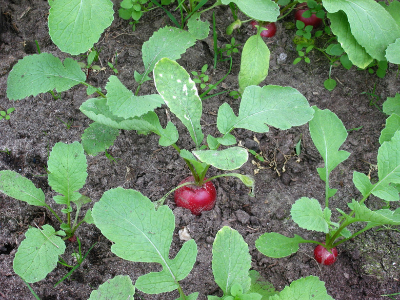 Radishes Raphanus sativus subsp. sativus growing in a row in a garden.