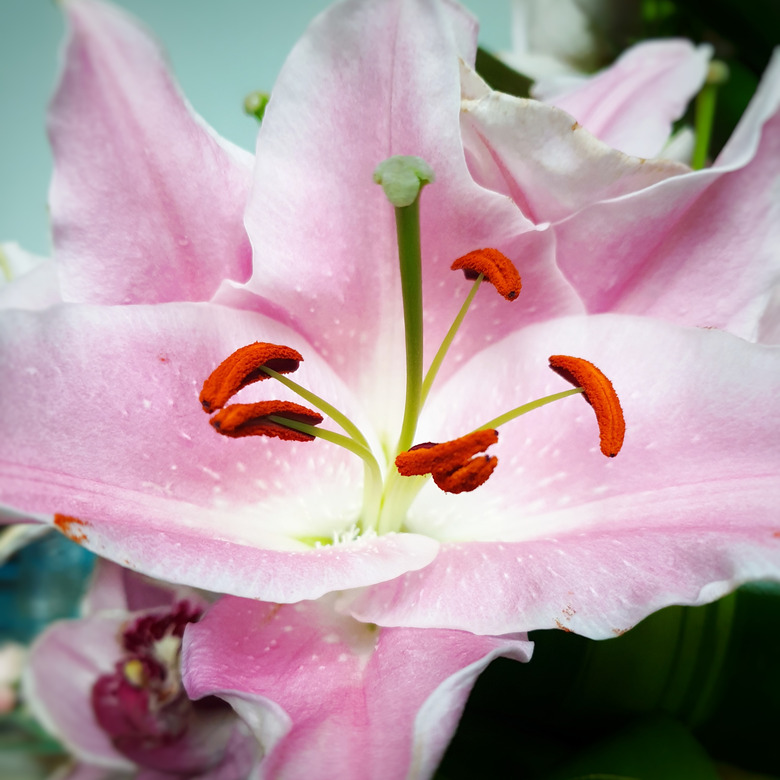 A close-up of a pink lily that shows filaments and anthers.