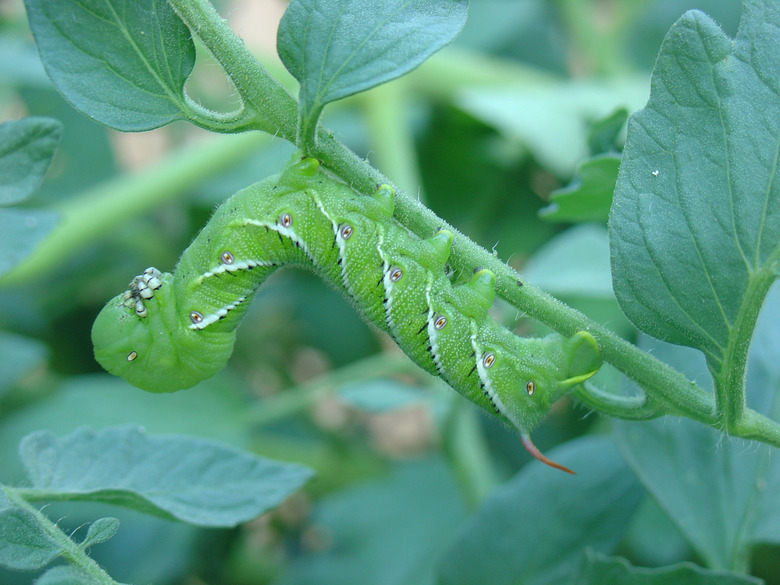 A green tobacco hornworm Manduca sexta crawling on a vine.