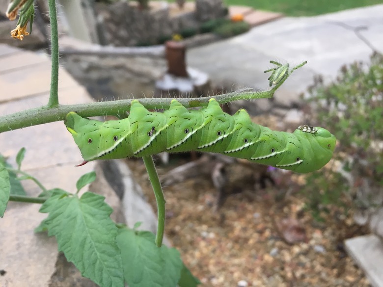 A tomato hornworm Manduca quinquemaculata crawls along a vine.