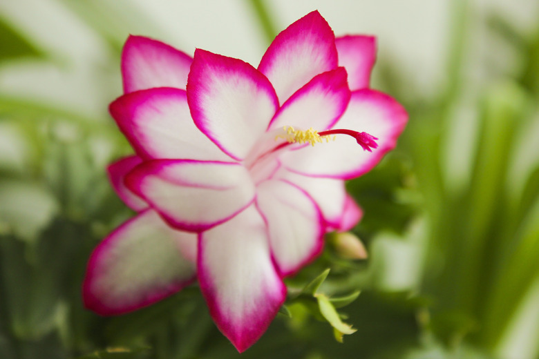 Schlumbergera