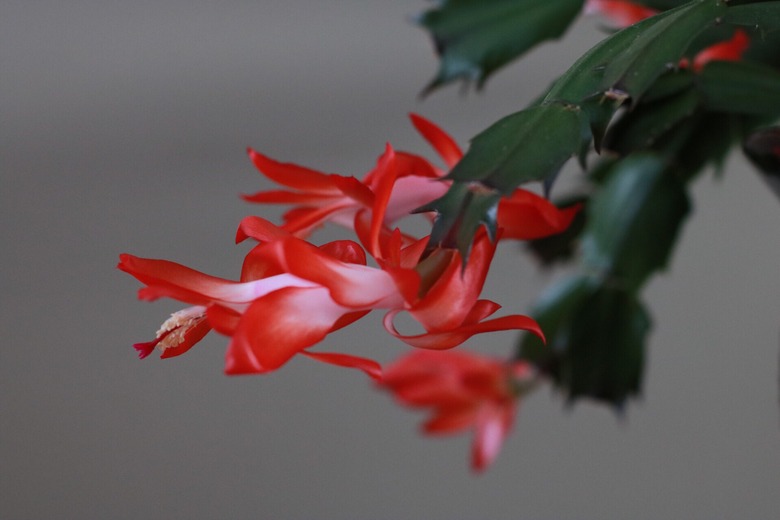 Christmas Cactus
