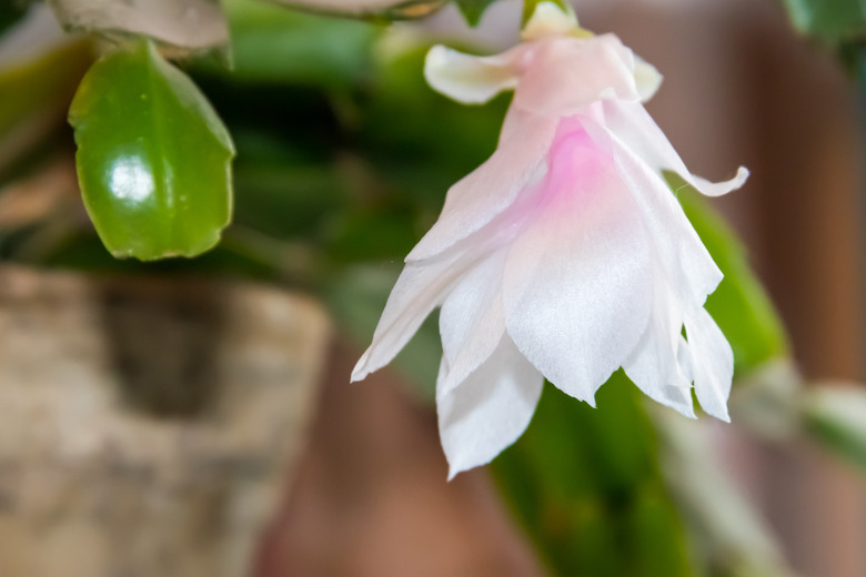 White-pink blooming Christmas cactus Schlumbergera in flower pot