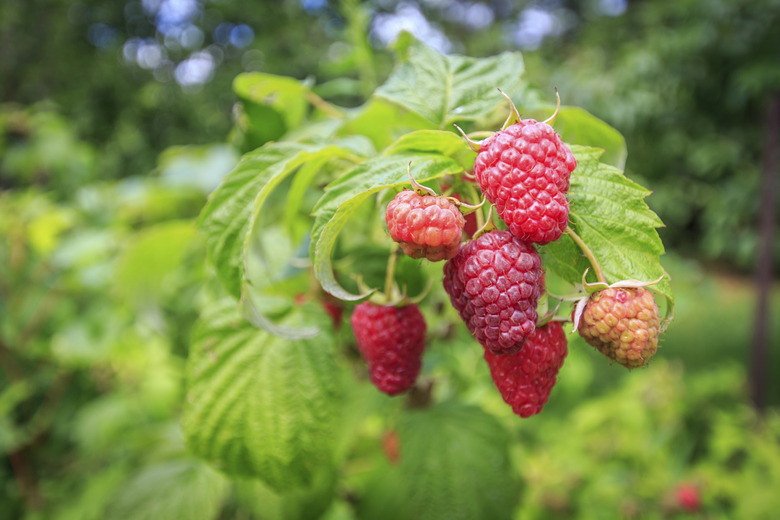 Fresh raspberry fruits growing on a bush.