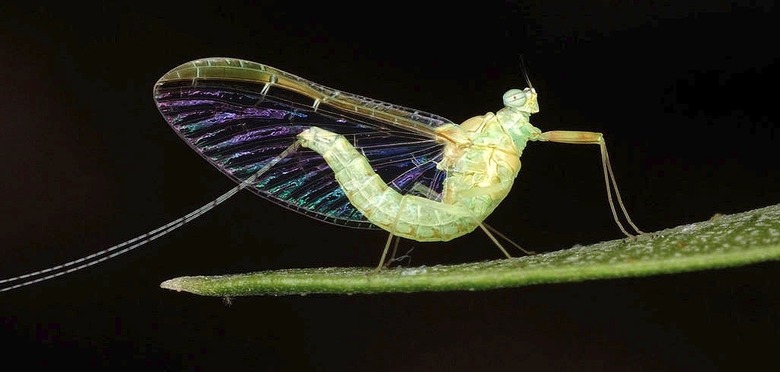 A mayfly on an oleander plant.