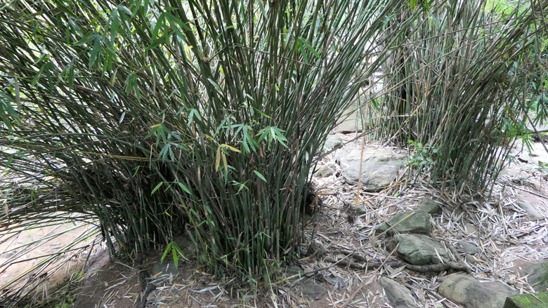 A cluster of bamboo plants growing outside.