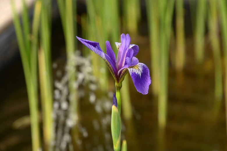 A close-up of a lovely blue flag Iris versicolor flower in the spring sun.