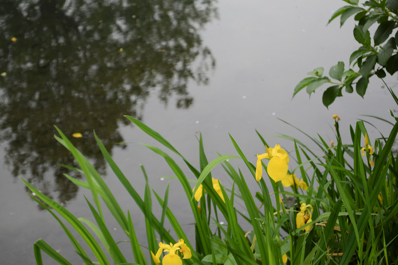 Yellow iris Iris pseudacorus flowers in bloom in spring.
