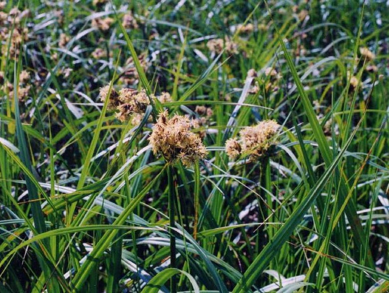A close-up of some green bulrush Scirpus atrovirens.
