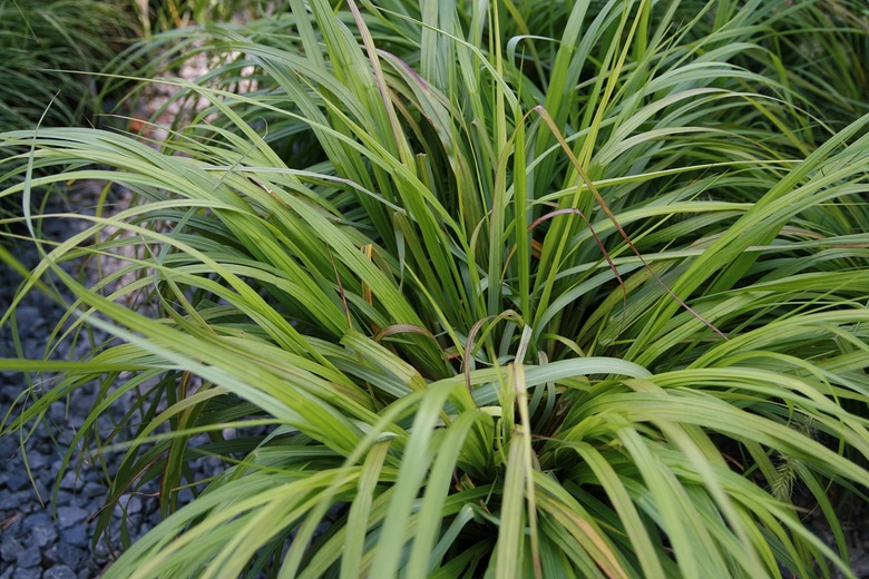 A close-up of a black fountain grass plant Pennisetum alopecuroides 'Moudry'.