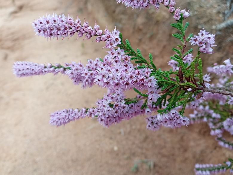 A close-up of some lovely Scottish heather Calluna vulgaris flowers.