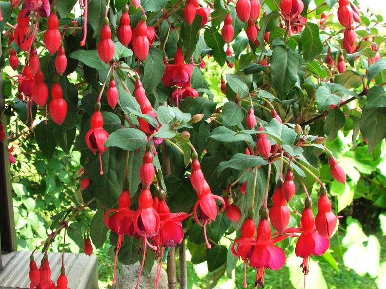 A hybrid fuchsia Fuchsia x hybrida plant filled with blooming flowers.