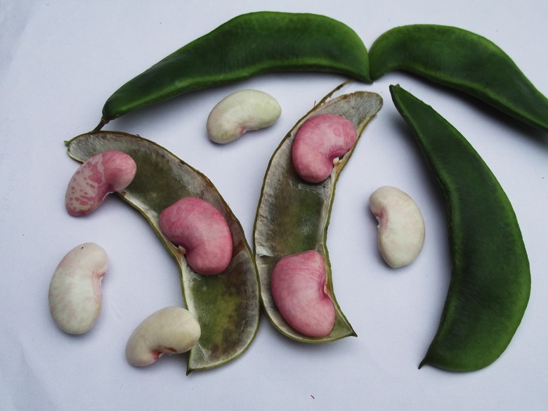Lima beans Phaseolus lunatus both in and out of their pods.