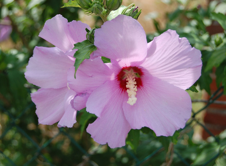 A pink flower of a rose of Sharon Hibiscus syriacus with a red center.