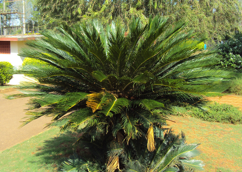 A king sago palm tree Cycas revoluta flourishing in the middle of a yard.
