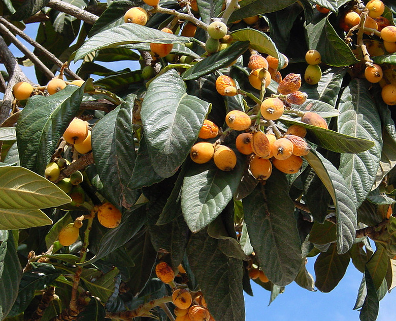 Yellow-orange loquat Eriobotrya japonica fruits growing on a tree.