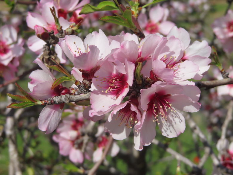 A close-up of the tender pink and white blooms of a sweet almond tree Prunus amygdalus var. dulcis growing in Palestine.