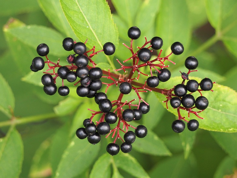 Dwarf elderberry Sambucus ebulus fruits cultivated in the Wrocław University Botanical Garden in Poland.