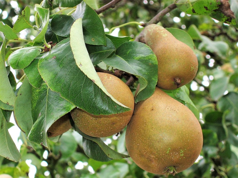 European pears Pyrus communis growing on a tree.