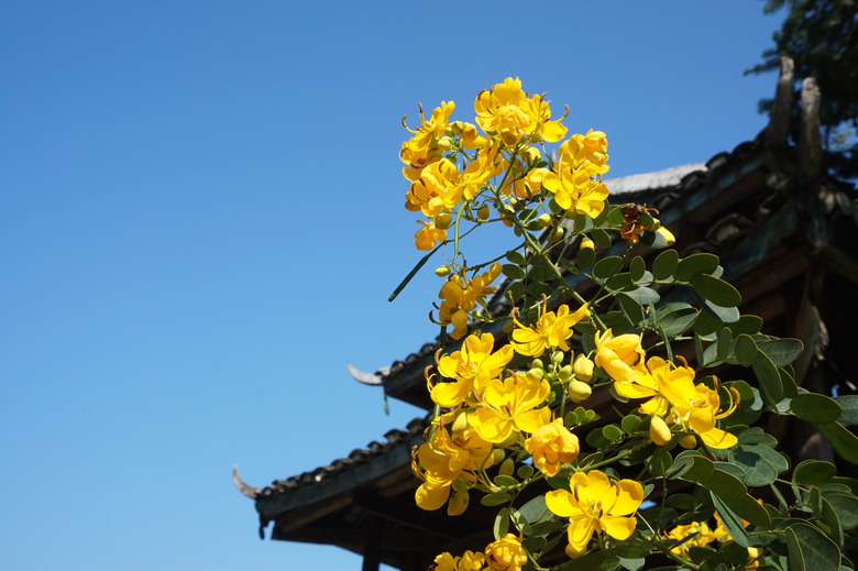 Some yellow butterfly bush Senna bicapsularis flowers set against a backdrop of blue skies.