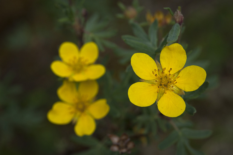 shrubby cinquefoil Potentilla fruticosa